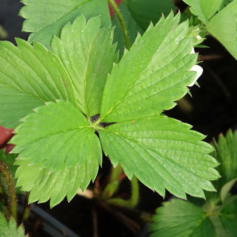 Strawberry Gariguette - Fragaria ananassa (Foliage)