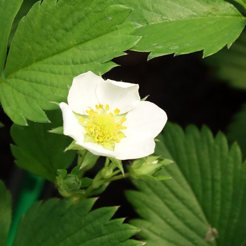 Strawberry Gariguette - Fragaria ananassa (Flowering)