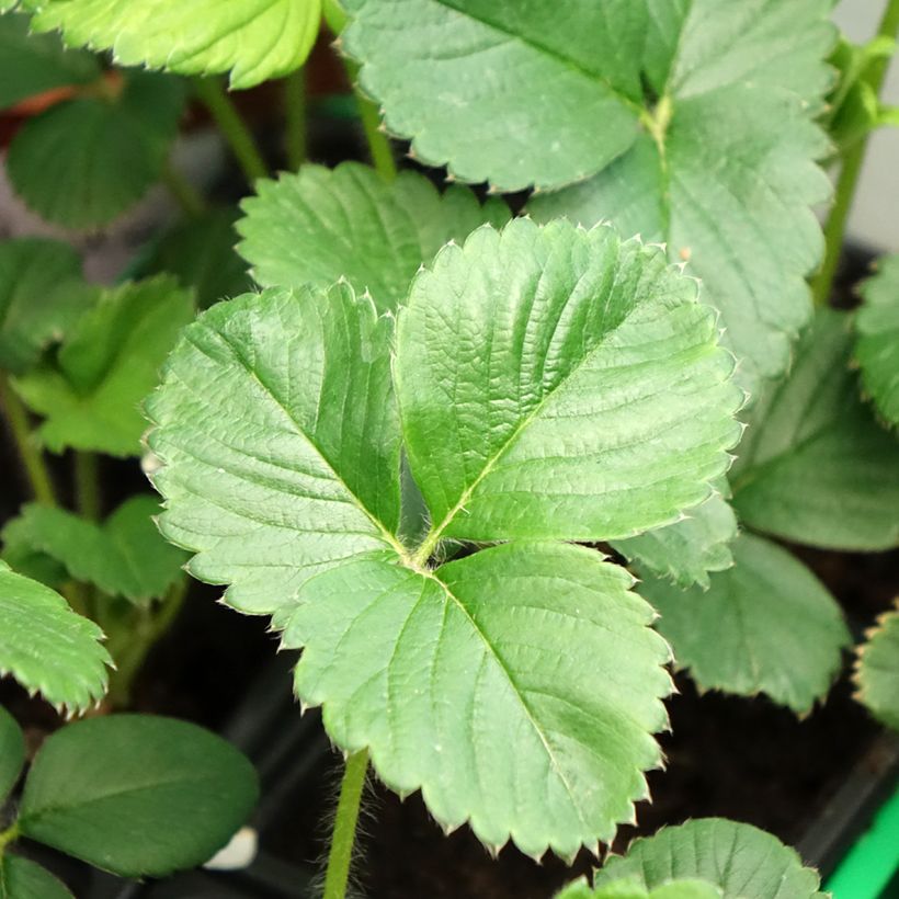 Strawberry Gento (everbearing) - Fragaria ananassa (Foliage)