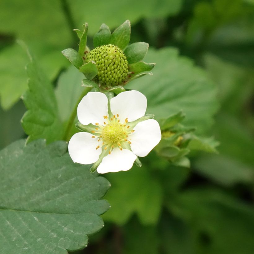 Strawberry Gento (everbearing) - Fragaria ananassa (Flowering)