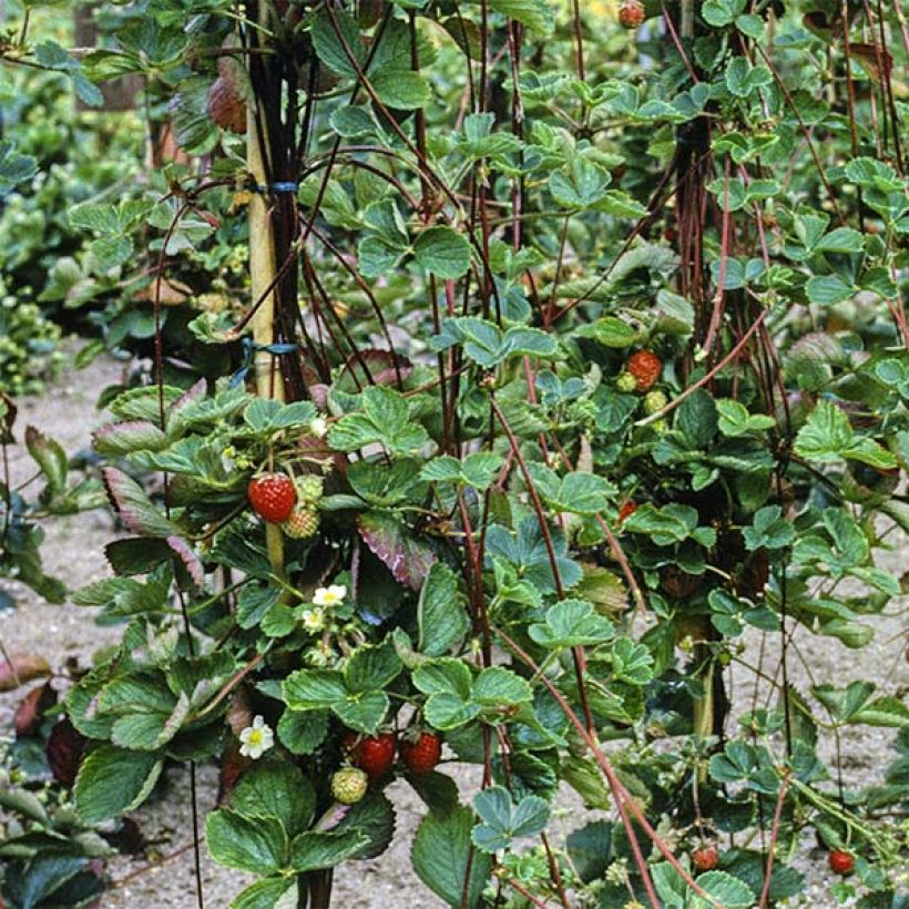 Climbing strawberry Mount Everest plants - Fragaria ananassa (Foliage)