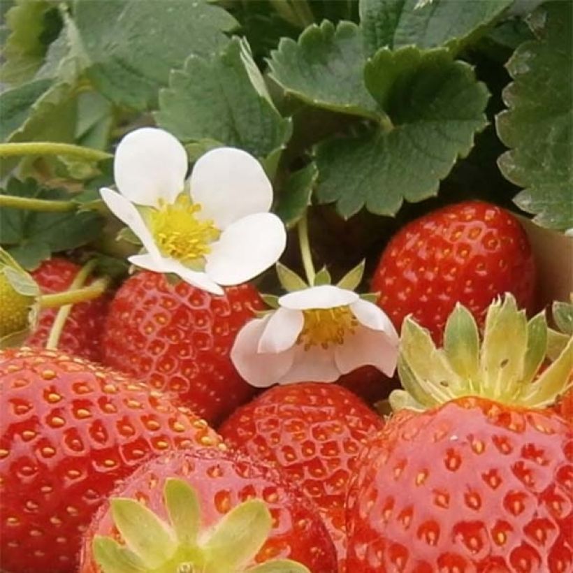 Organic Strawberry Mariguette plants (everbearing) - Fragaria ananassa (Flowering)