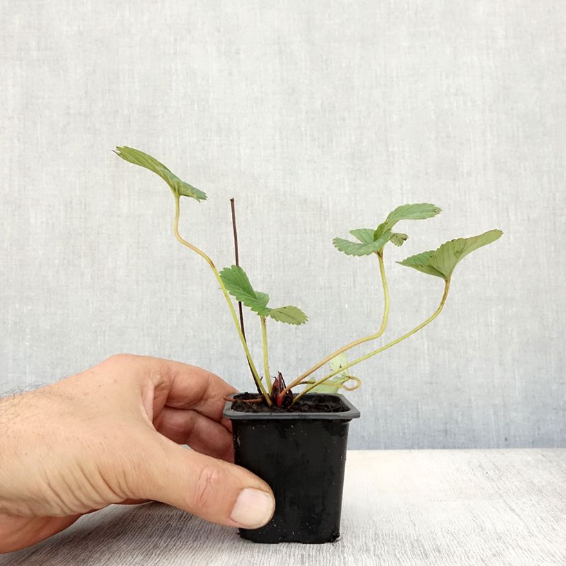 Strawberry White Pineberry - Fragaria ananassa 8/9 cm pot sample as delivered in autumn