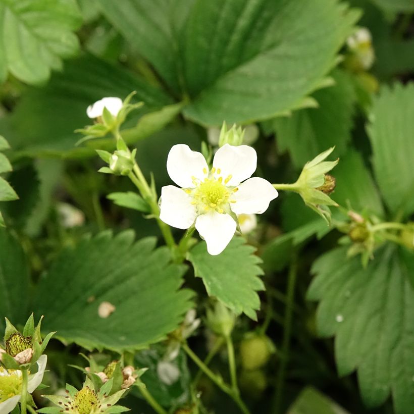 Strawberry White Pineberry - Fragaria ananassa (Flowering)