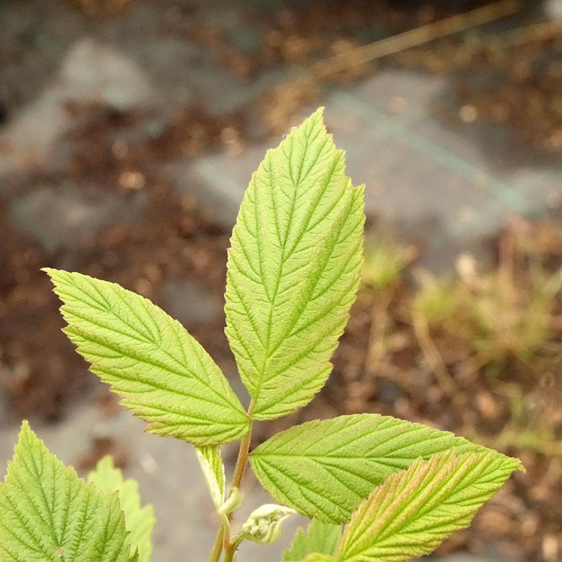 Raspberry Autumn Amber (Everbearing) - Rubus idaeus (Foliage)