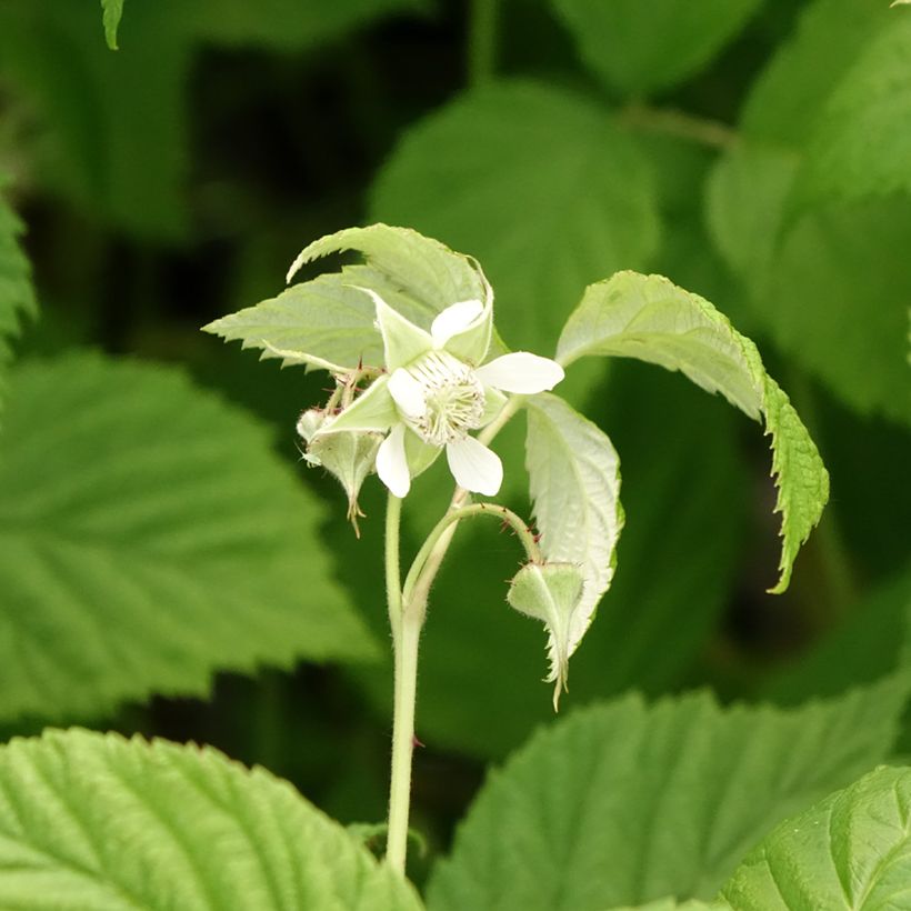 Raspberry Autumn First (Everbearing) - Rubus idaeus (Flowering)
