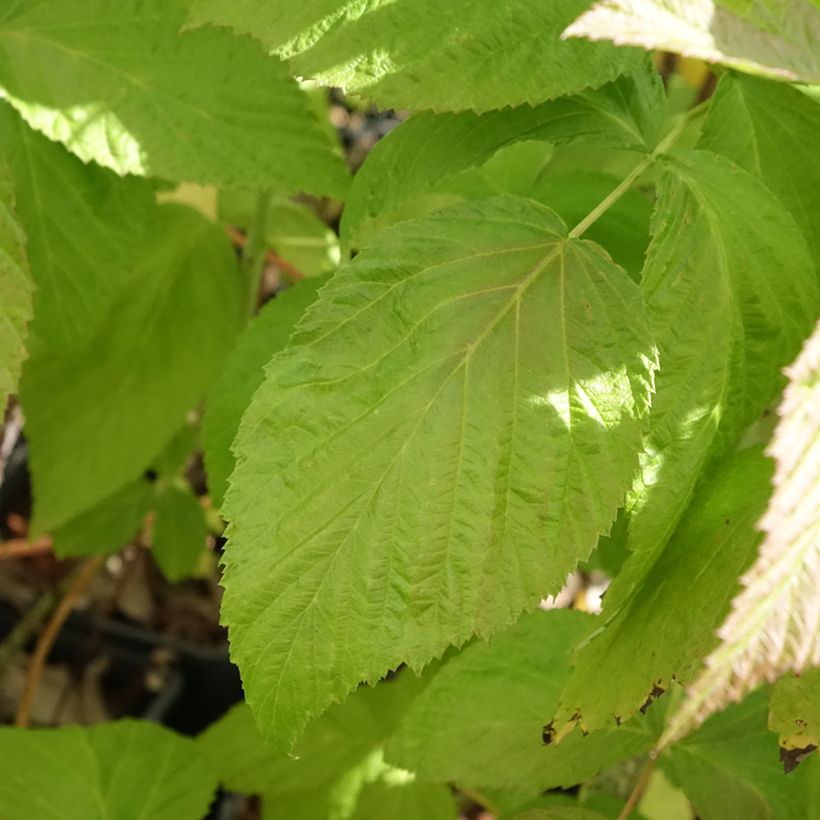 Rubus idaeus Autumn Passion - Raspberry (Foliage)