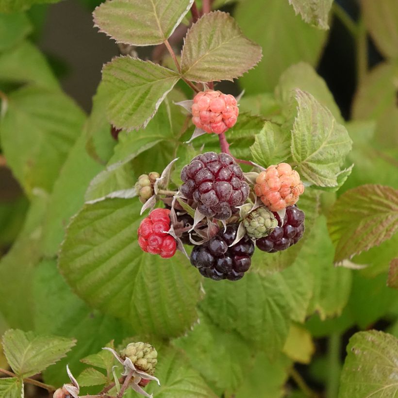 Rubus idaeus Autumn Passion - Raspberry (Harvest)