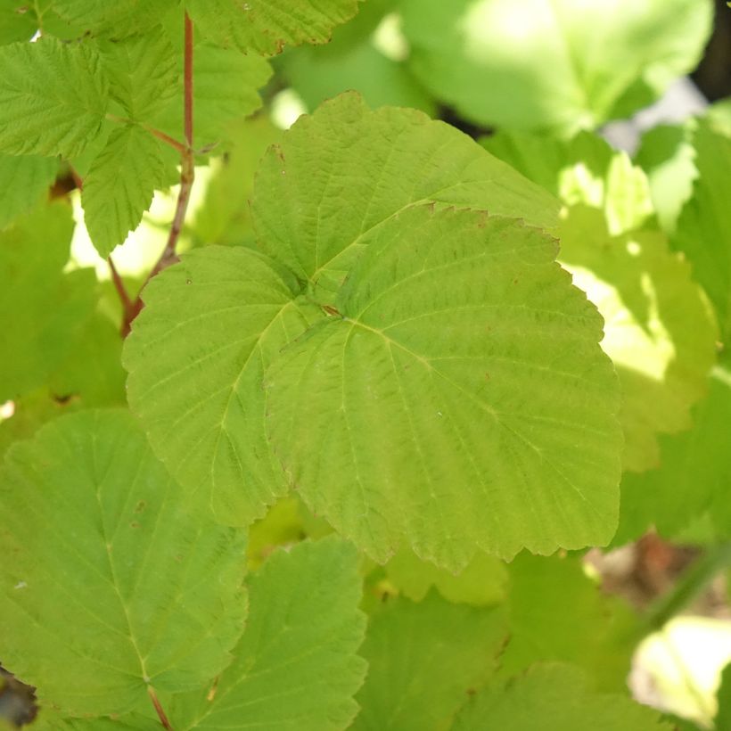 Organic Black Jewel Raspberry - Rubus idaeus (Foliage)