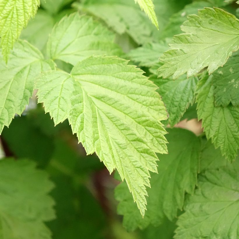 Black Jewel Raspberry - Rubus occidentalis (Foliage)