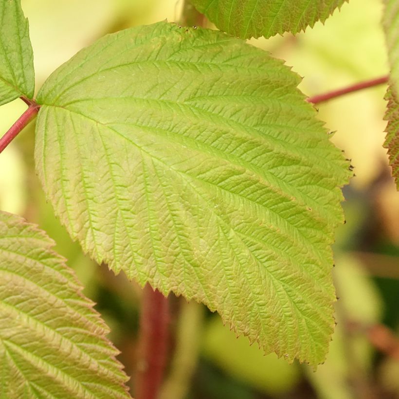 Raspberry Blissy or Autumn Bliss (Everbearing) - Rubus ideaus (Foliage)