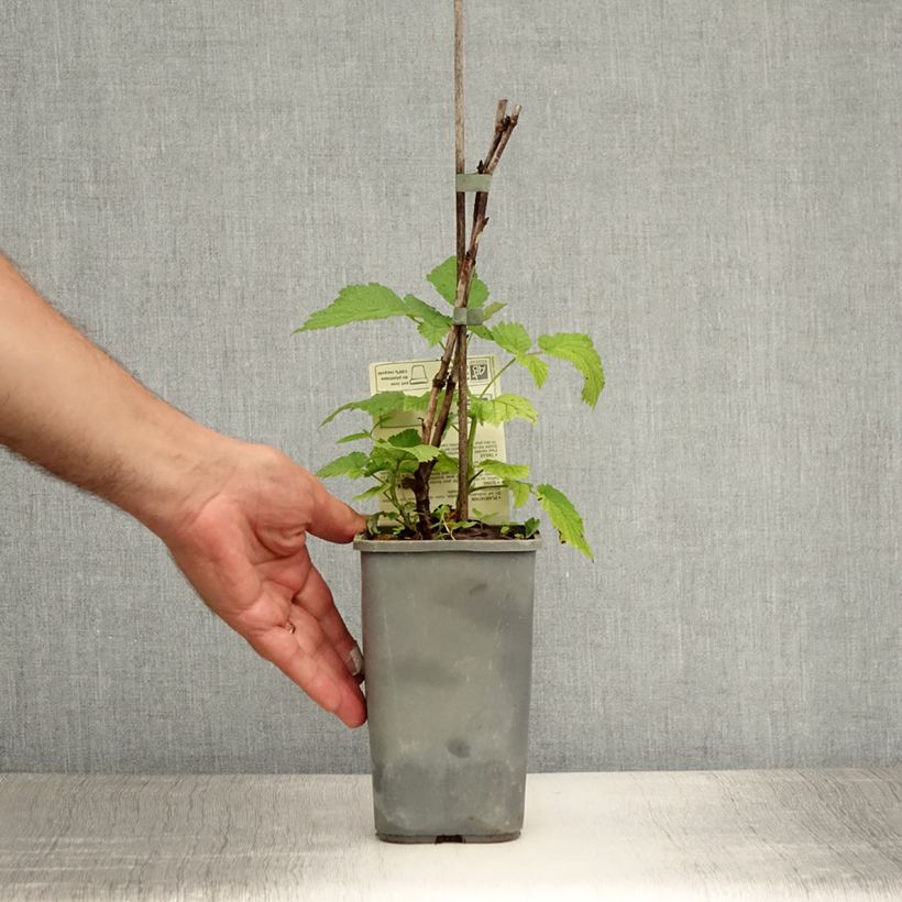 Organic Raspberry Glen Ample Raspberry - Rubus idaeus 1L/1.5L pot, ClumpShipped height around 30/40cm sample as delivered in summer