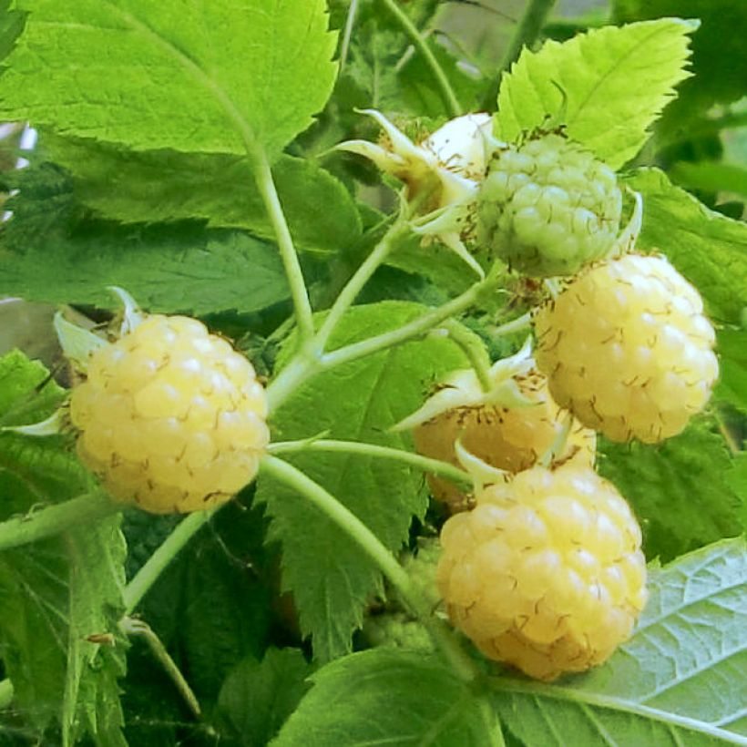 Raspberry Golden Everest- Rubus idaeus (Harvest)