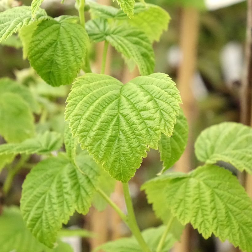 Raspberry Lowberry Goodasgold- Rubus idaeus (Foliage)