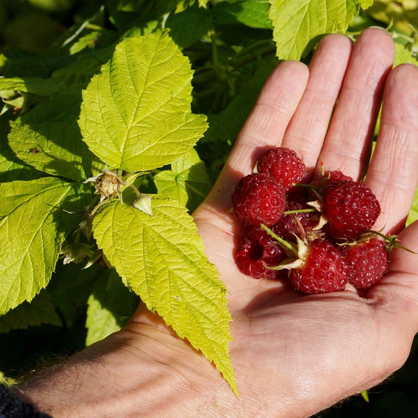 Raspberry Groovy Raspberry - Rubus idaeus (Harvest)