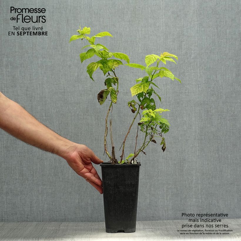 Raspberry Groovy Raspberry - Rubus idaeus 2L/3L pot, Clump sample as delivered in autumn