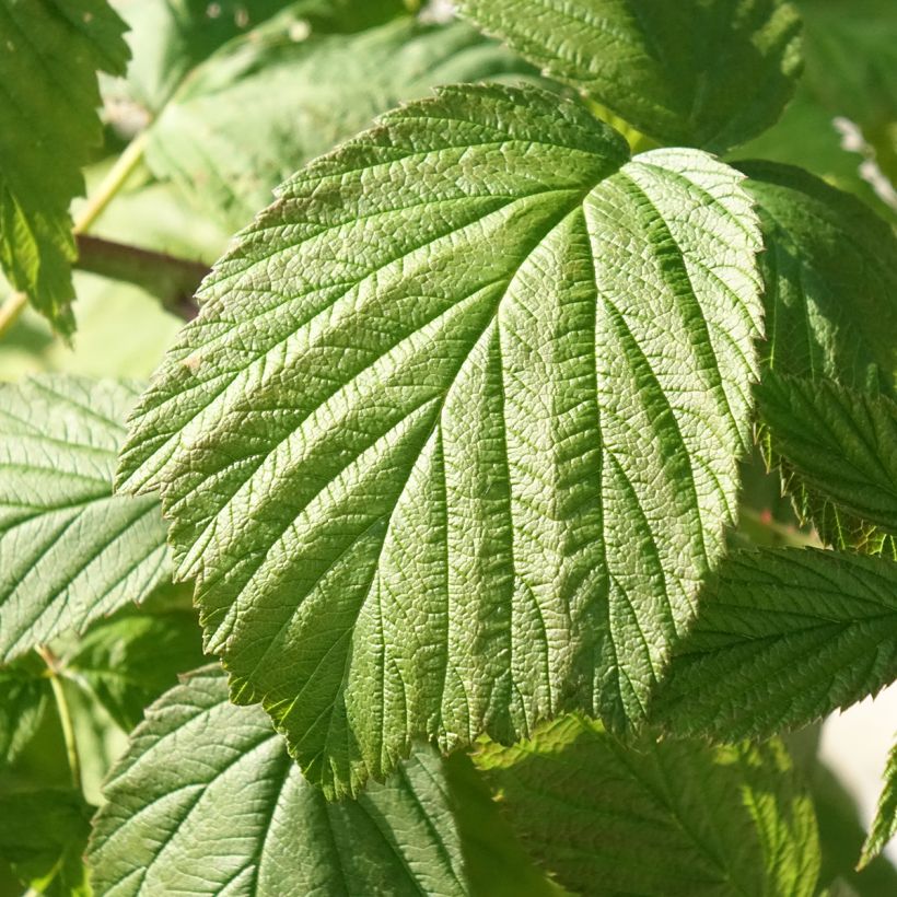 Organic Raspberry Heritage- Rubus idaeus (Foliage)