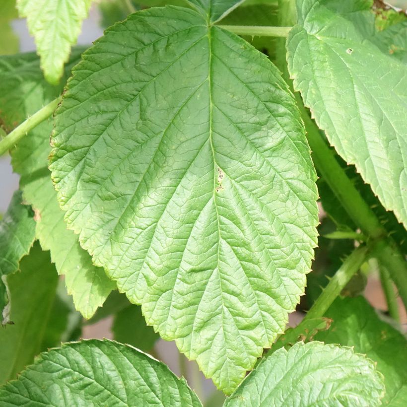 Rubus idaeus Heritage - Raspberry (Foliage)