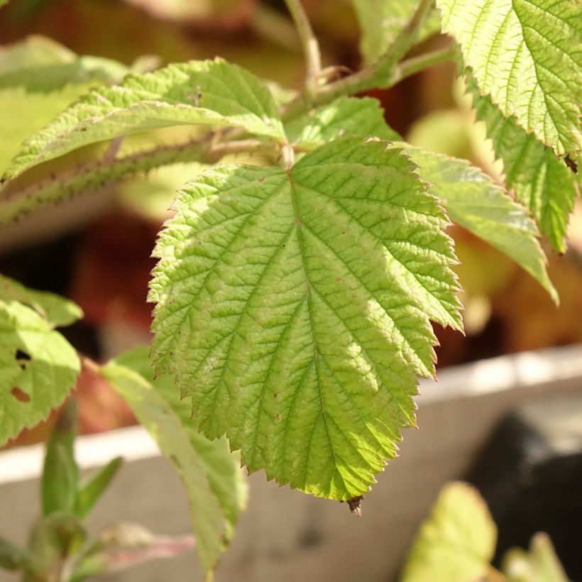 Raspberry Malling Promise- Rubus idaeus (Foliage)