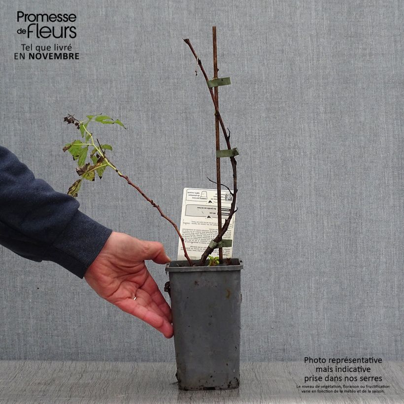 Organic Raspberry Little Sweet Sister- Rubus idaeus 1.5L/2L pot, Clump sample as delivered in autumn