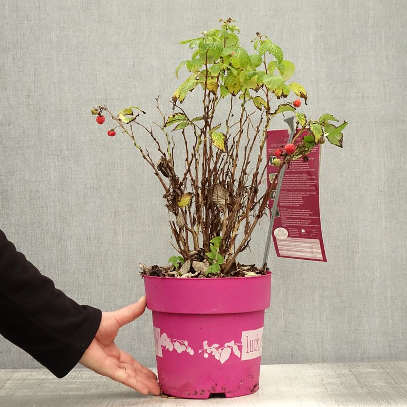 Rubus idaeus 'Lucky Berry' 4L/5L pot, Clump sample as delivered in autumn
