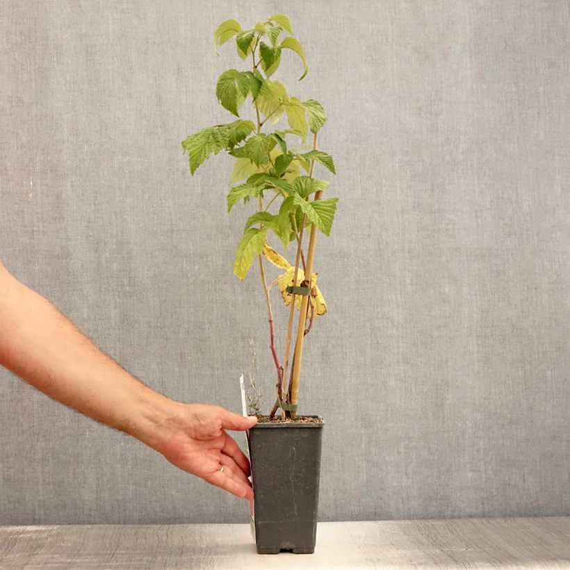 Raspberry Ruby Beauty- Rubus idaeus 1.5L/2L pot, Clump sample as delivered in summer