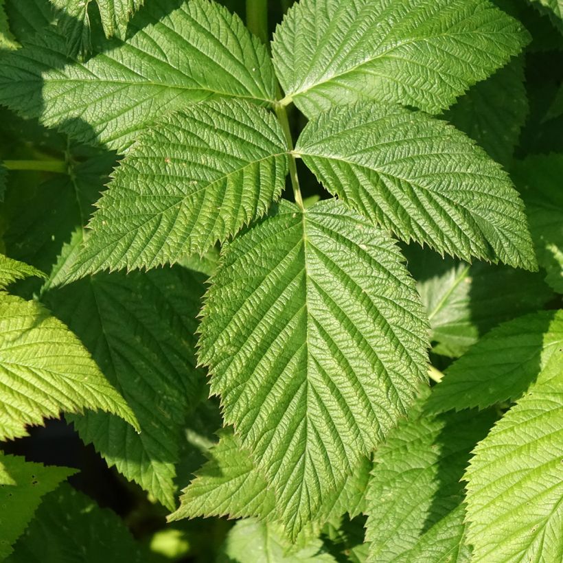 Organic Raspberry Paris- Rubus idaeus (Foliage)