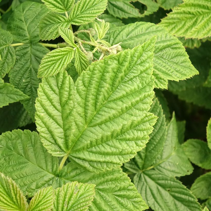 Raspberry Autumn Fleshy - Rubus idaeus (Foliage)