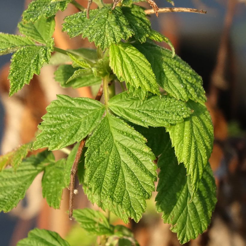 Rubus idaeus Primeberry 'Autumn Happy' (Foliage)