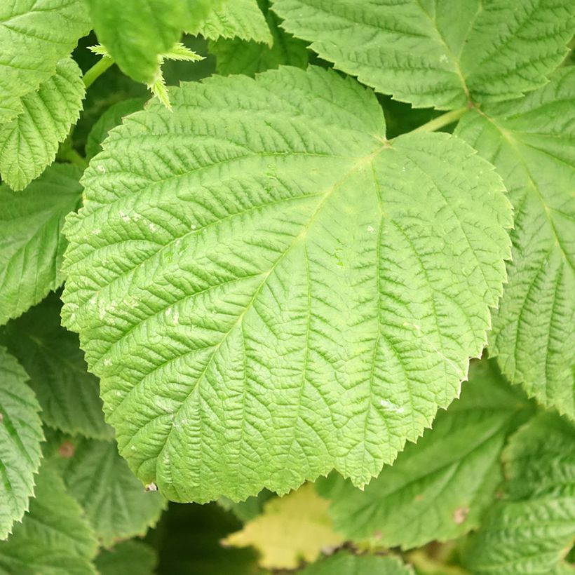 Raspberry Autumn Sun - Rubus idaeus (Foliage)