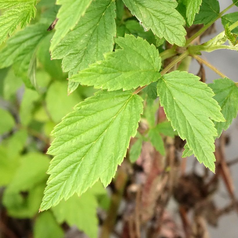 Rubus idaeus Primeberry Autumn Wildy - Raspberry (Foliage)