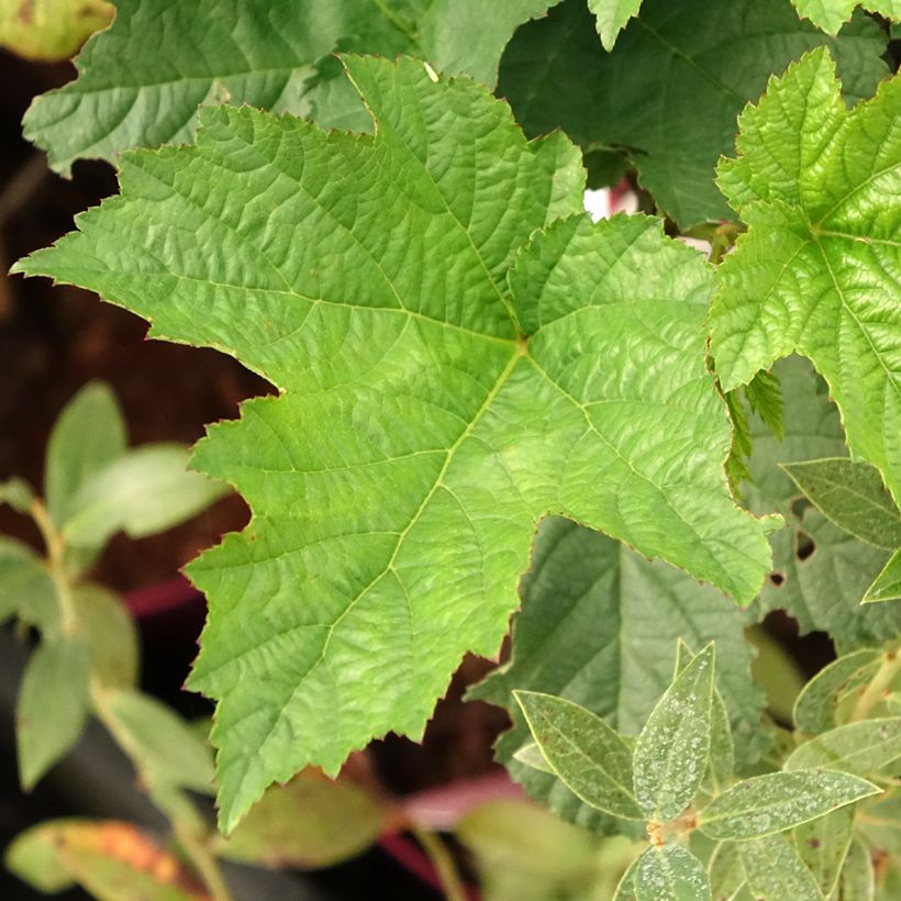 Rubus idaeus Raspbeary - Raspberry (Foliage)