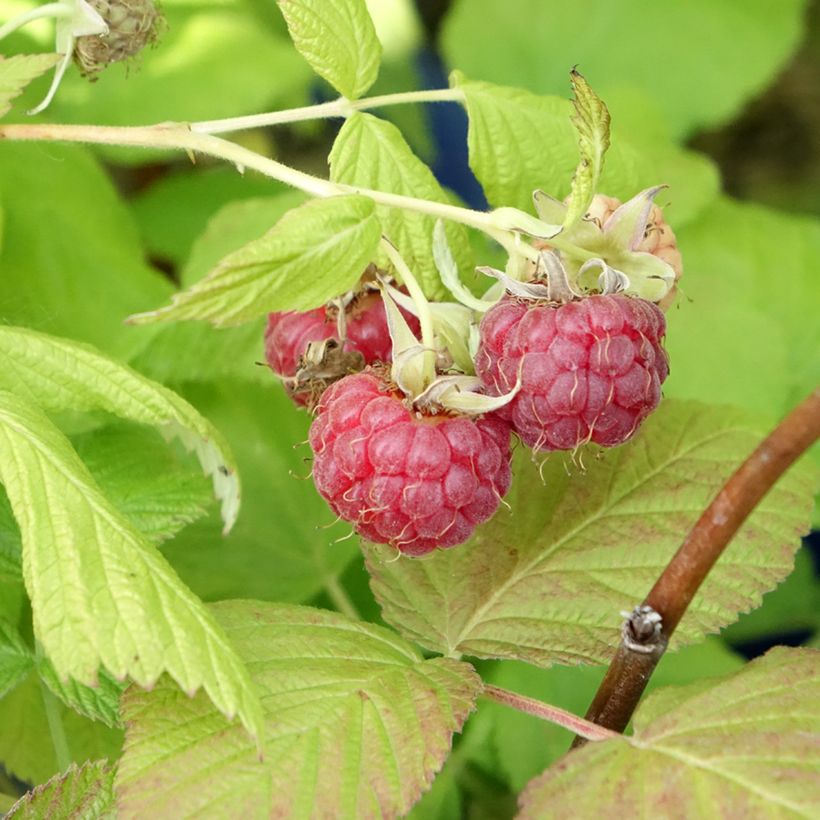Raspberry Frambelise Everbearing) - Rubus idaeus (Harvest)