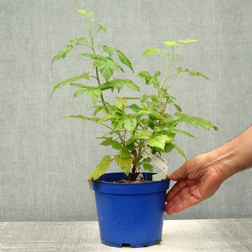 Raspberry Frambelise Everbearing) - Rubus idaeus 2L/3L pot, ClumpShipped height around 20/40cm sample as delivered in summer