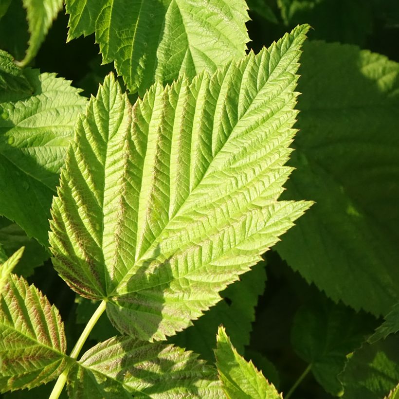 Rubus idaeus Primeberry 'Autumn Chef' (Foliage)