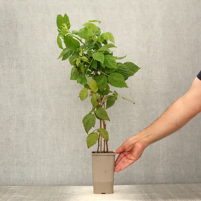Rubus idaeus Primeberry 'Autumn Chef' 1.5L/2L pot, Clump sample as delivered in summer