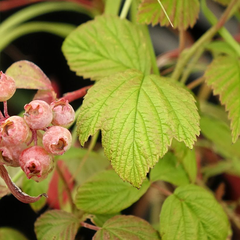 Raspberry Scepter - Rubus idaeus (Foliage)