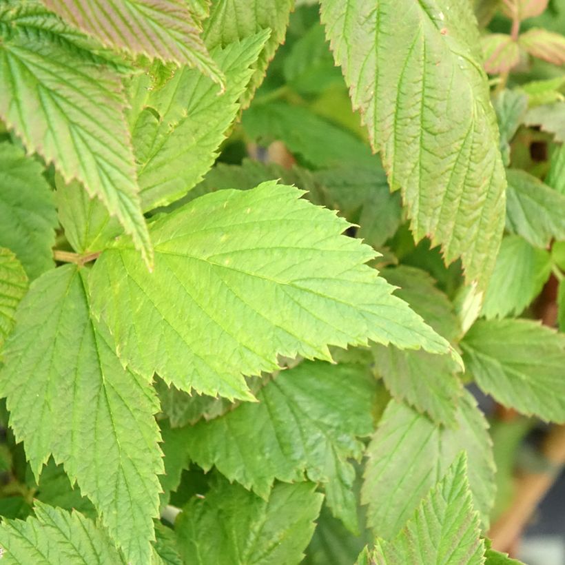 Raspberry Malling Passion - Rubus idaeus (Foliage)