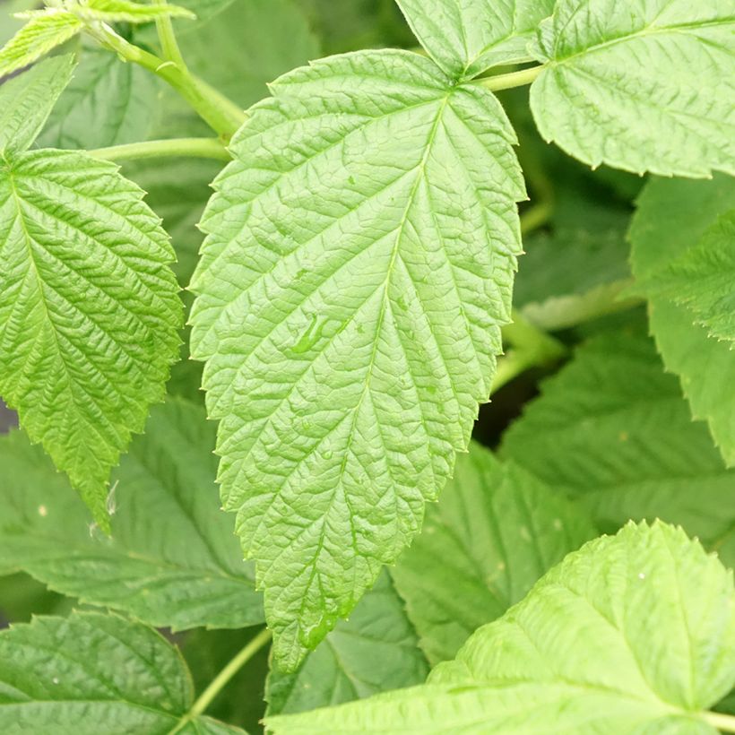 Raspberry Golddigger - Rubus idaeus (Foliage)