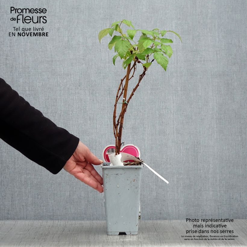 Raspberry Schönemann - Rubus idaeus 1.5L/2L pot, Bush sample as delivered in autumn