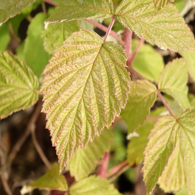 Rubus idaeus (Twotimer) 'Allyouneed' (Foliage)