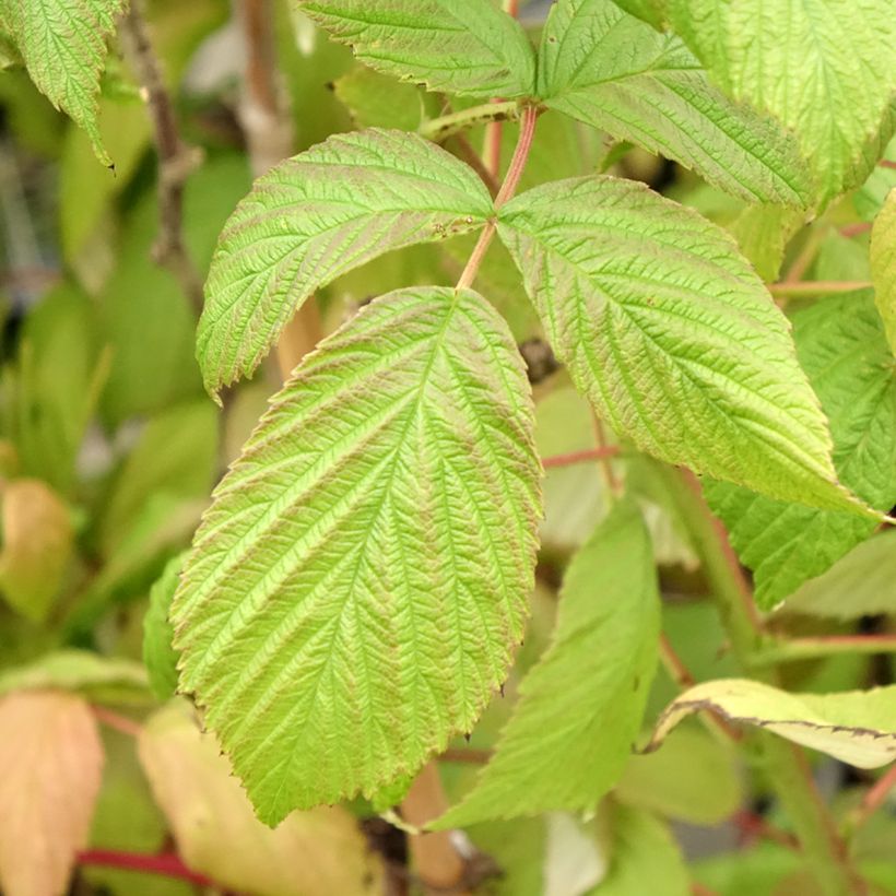 Raspberry Twotimer Sugana Red - Rubus idaeus (Foliage)