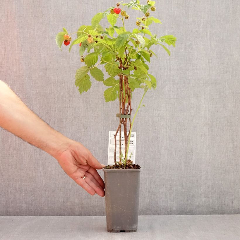 Rubus idaeus Versailles Bio - Raspberry 1.5L/2L pot, Clump sample as delivered in summer
