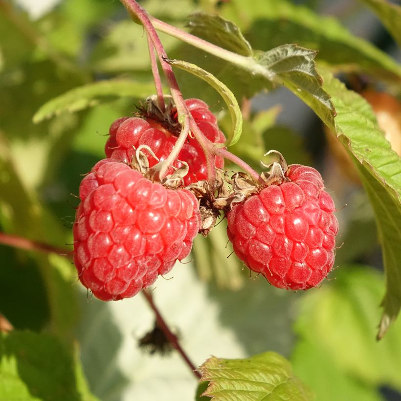 Rubus idaeus Versailles Bio - Raspberry (Harvest)