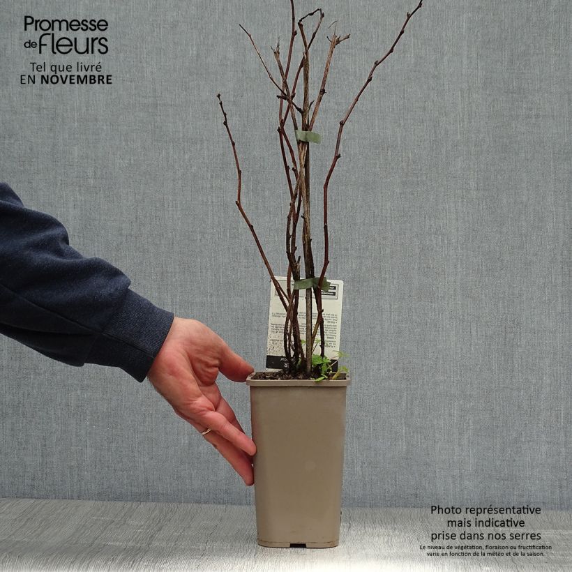 Raspberry Willamette - Rubus idaeus 1.5L/2L pot, Bush sample as delivered in autumn