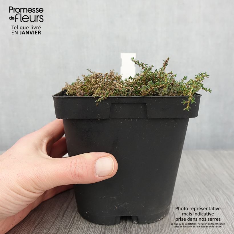 Frankenia laevis - Bruyère marine Pot de 2/3 L sample as delivered in winter