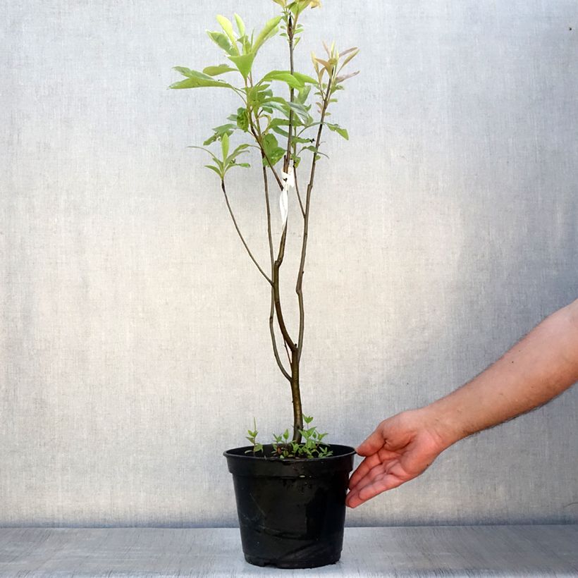 Franklinia alatamaha 4L/5L pot sample as delivered in summer