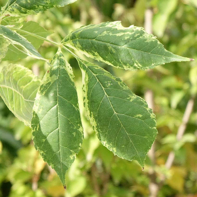 Fraxinus americana Hunky Punk - American Ash (Foliage)