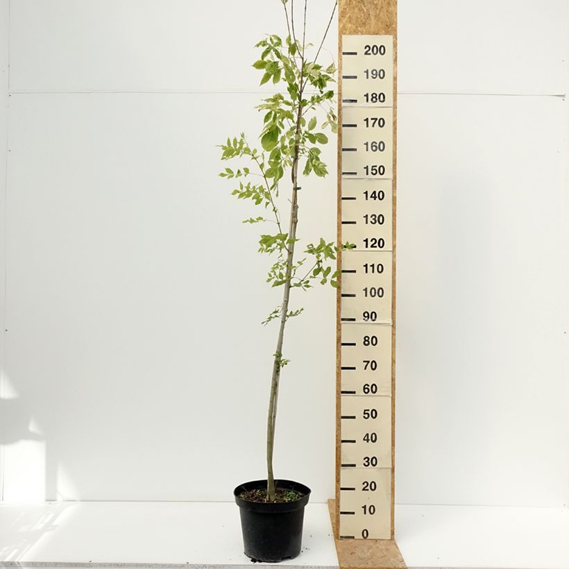 Fraxinus americana Hunky Punk - American Ash 7.5L/10L pot sample as delivered in summer