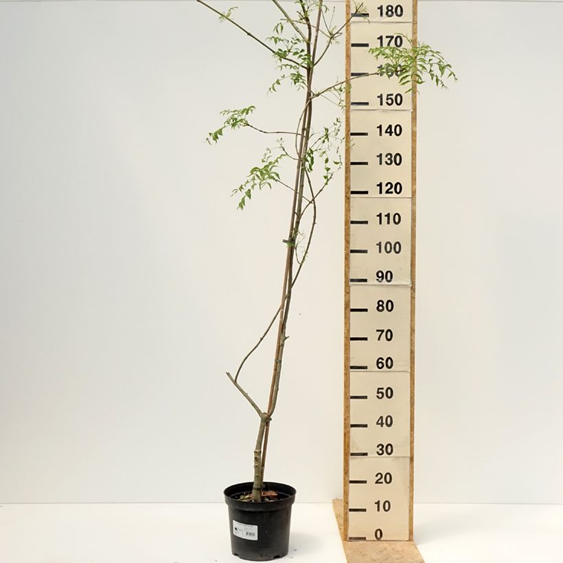 Fraxinus excelsior Aarsee - Common Ash 7.5L/10L potShipped height around 230/+cm sample as delivered in spring
